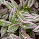 Houseplants With Leaves That Aren't Just Green - flowers & plants