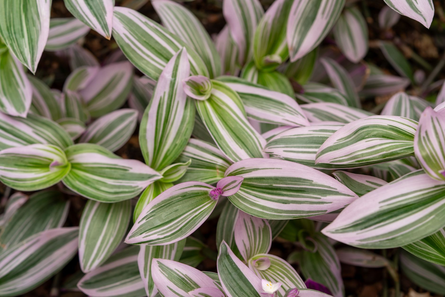 Houseplants With Leaves That Aren't Just Green - flowers & plants