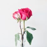 The Single Flower Rule - color in small doses