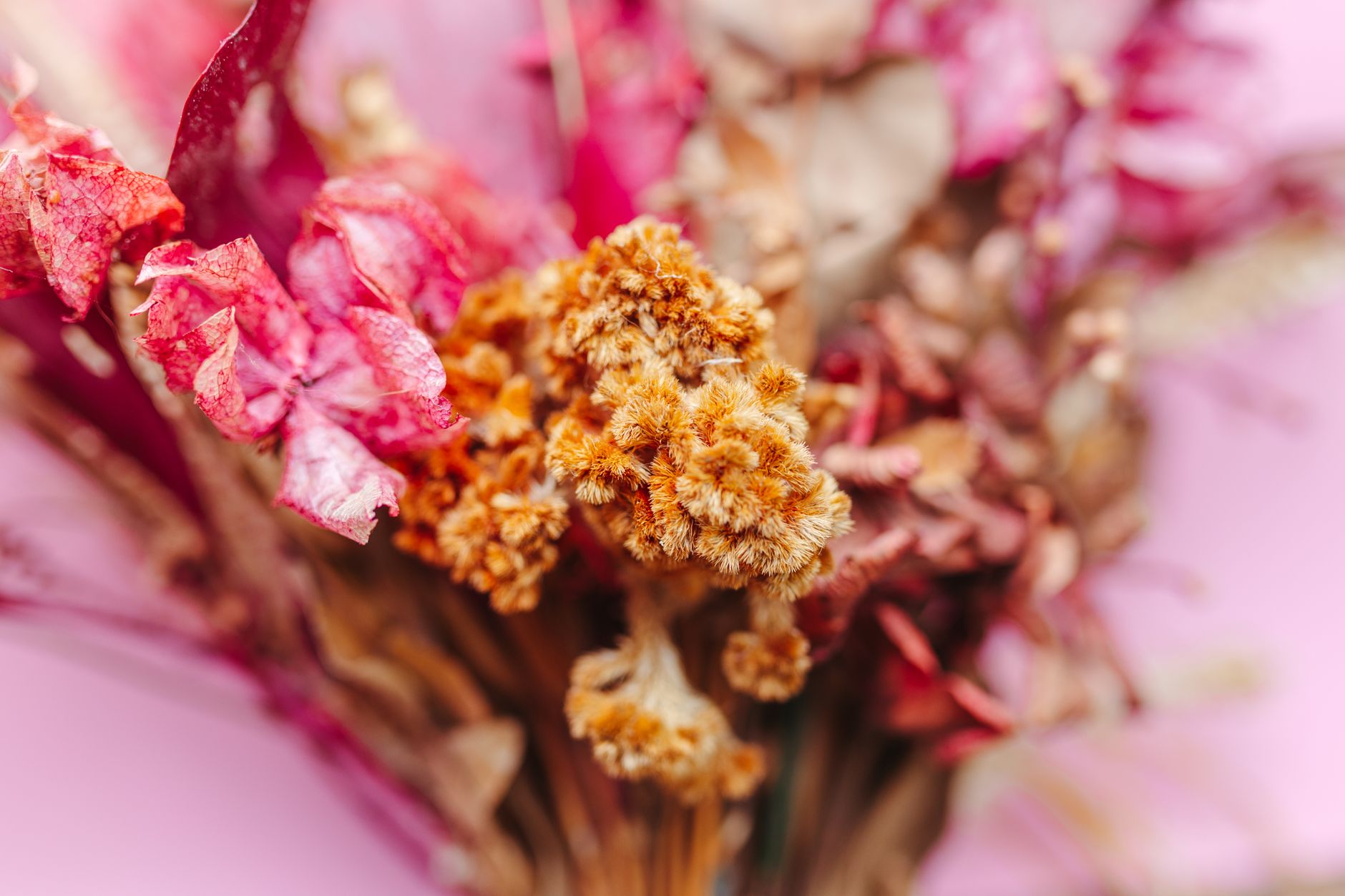 The Dried Flower Colors Nobody Talks About - flowers & plants