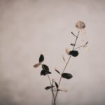 Why Eucalyptus Became Everyone's Favorite Green - flowers & plants