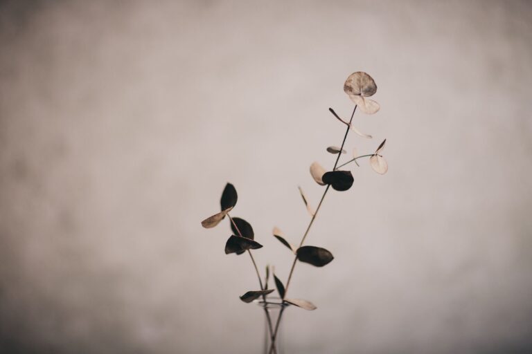 Why Eucalyptus Became Everyone's Favorite Green - flowers & plants