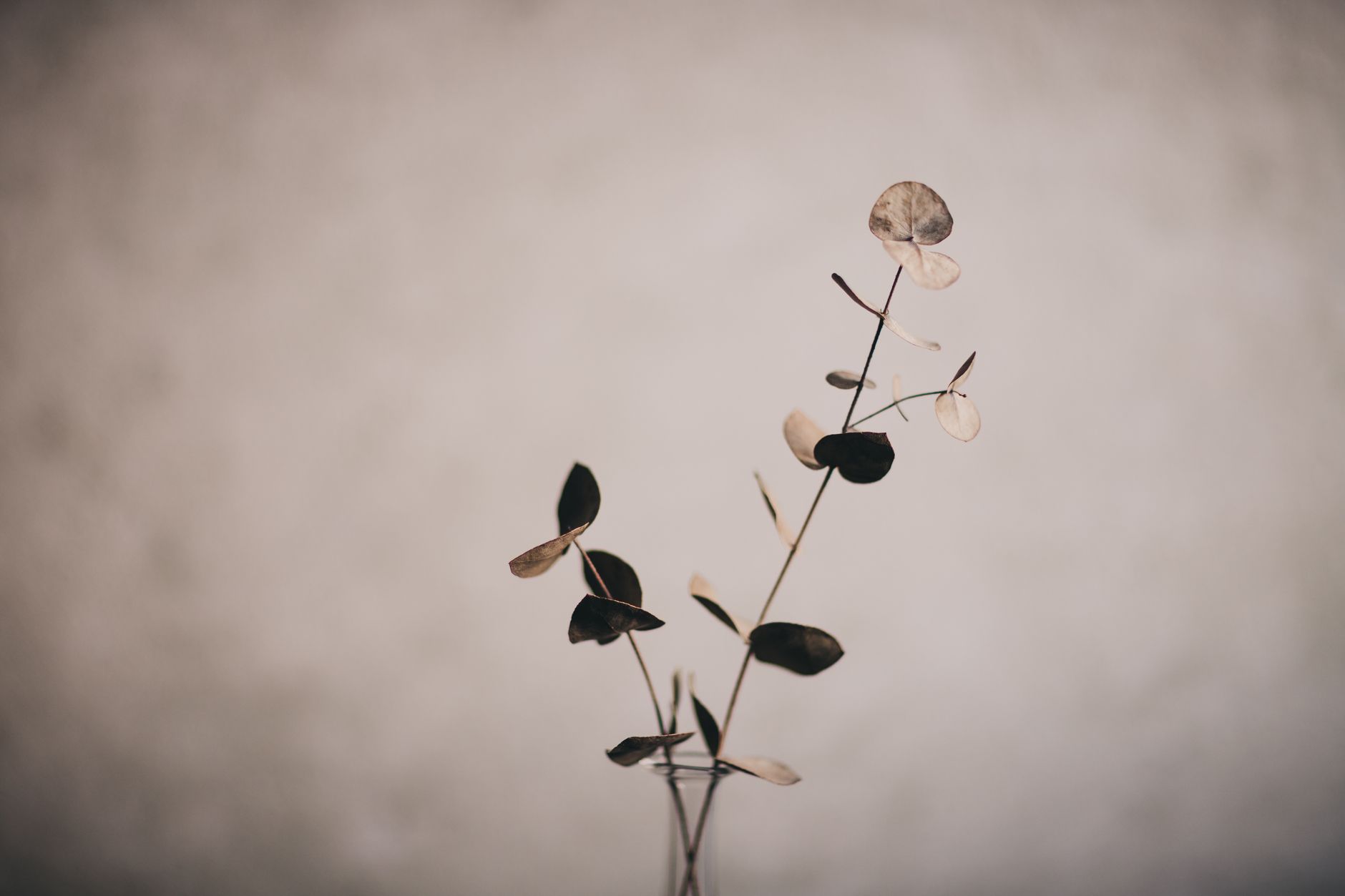 Why Eucalyptus Became Everyone's Favorite Green - flowers & plants
